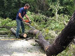 Best Tree Preservation Services  in Beaver Falls, PA