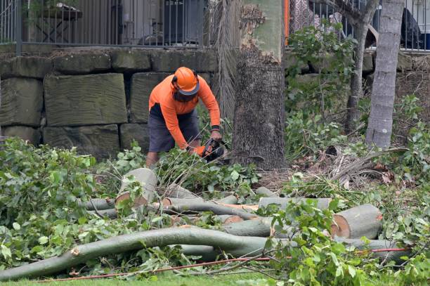 How Our Tree Care Process Works  in  Beaver Falls, PA