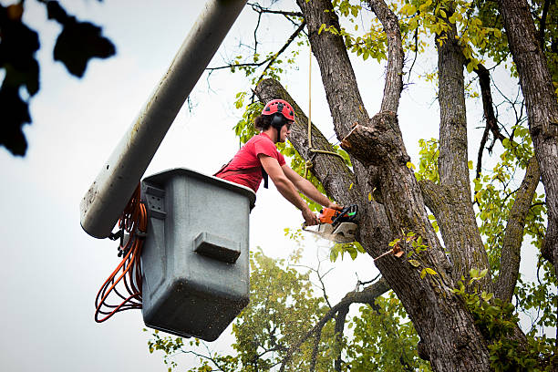 Best Utility Line Clearance  in Beaver Falls, PA