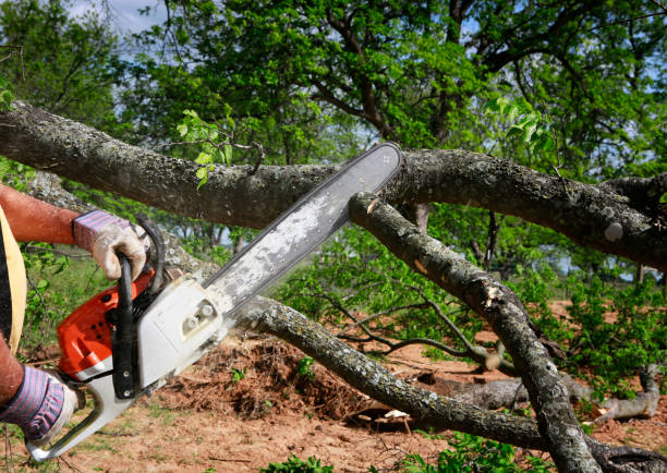 Best Fruit Tree Pruning  in Beaver Falls, PA